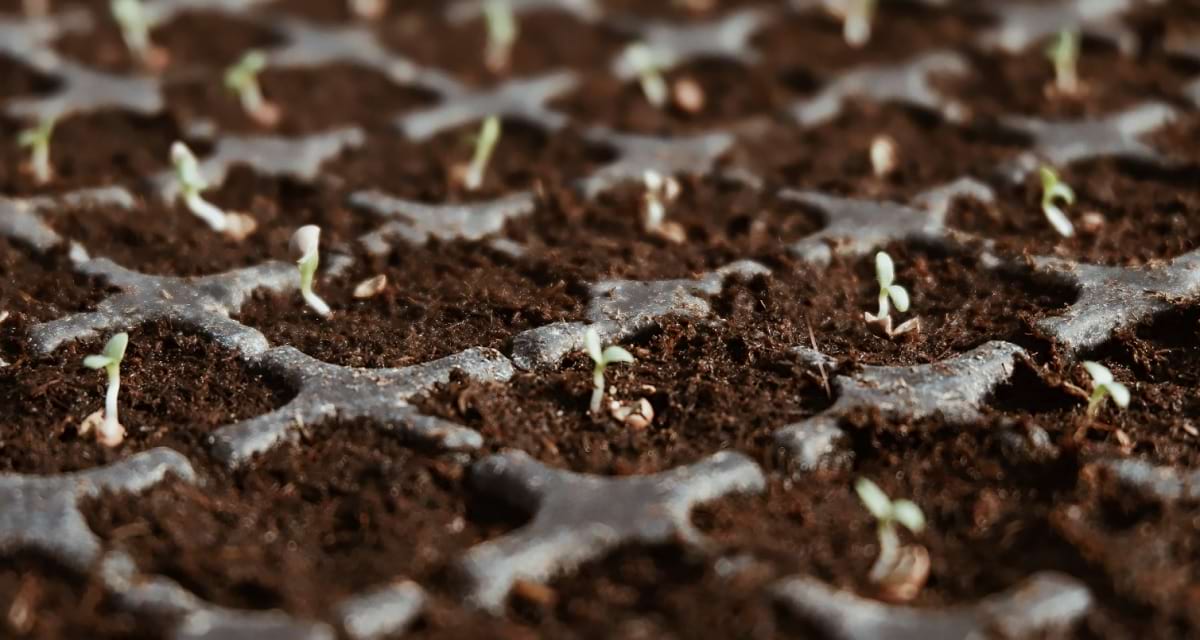 nasiona warzyw holenderskich