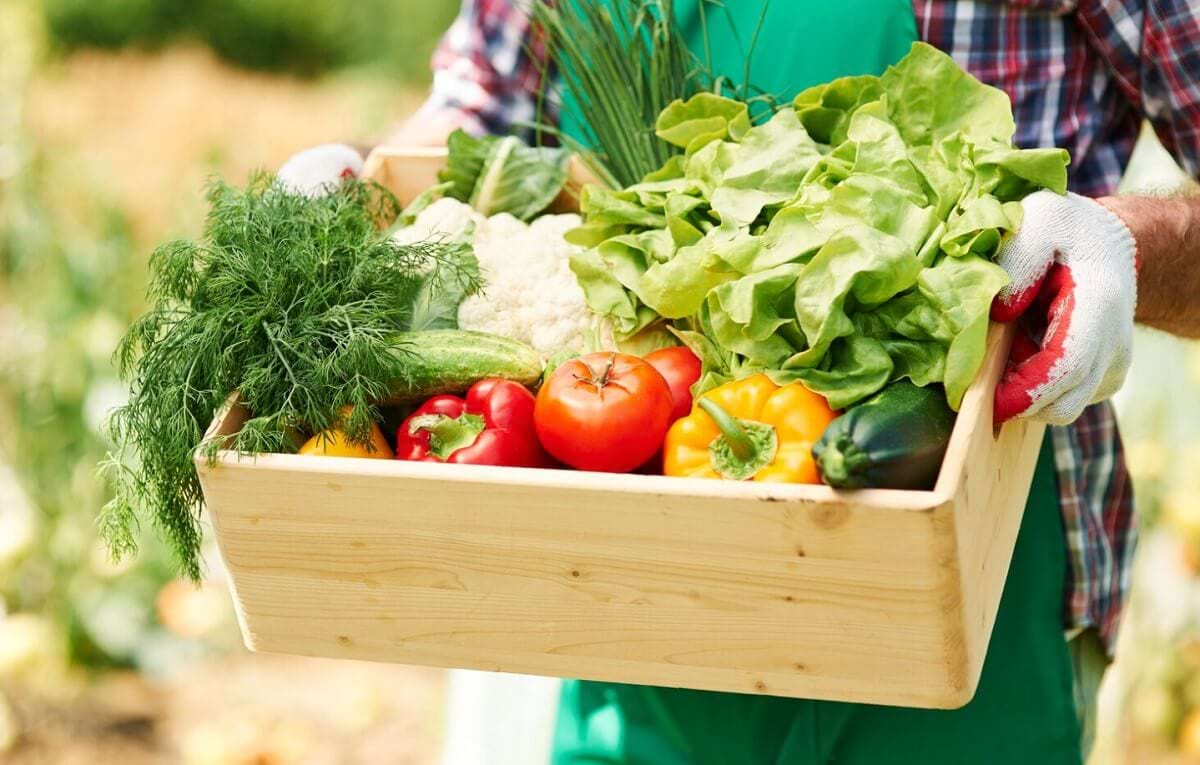 nasiona warzyw holenderskich