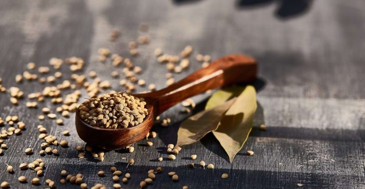 nasiona warzyw holenderskich